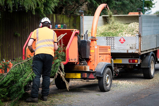 Best Local Tree Services  in Paw Paw, MI